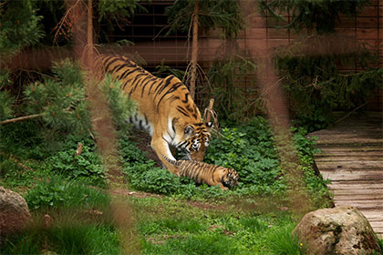 Tiger med unge